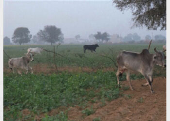 प्रतीकात्मक चित्र