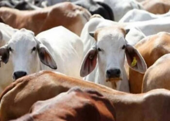 प्रतीकात्मक चित्र