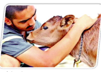 एक बछिया के साथ गोपालक