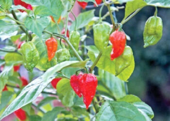 असम और नागालैंड के हर घर में मिलने वाला भूत जोलोकिया का पौधा
