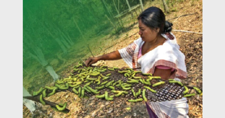 मूगा रेशम उत्पादन नरम रेशम कीट पालक