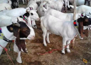 प्रतीकात्मक चित्र