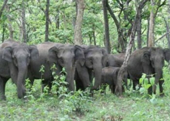 प्रतीकात्मक चित्र