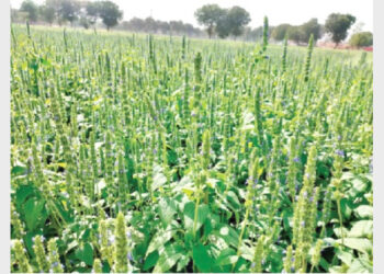 चिया बीज की खेती से लाखों का मुनाफा