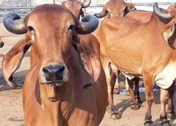 प्रतीकात्मक - चित्र