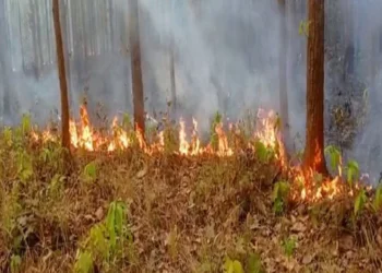 झारखंड के एक जंगल में लगी आग, फाइल चित्र