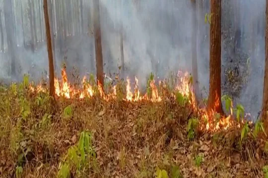 झारखंड के एक जंगल में लगी आग, फाइल चित्र