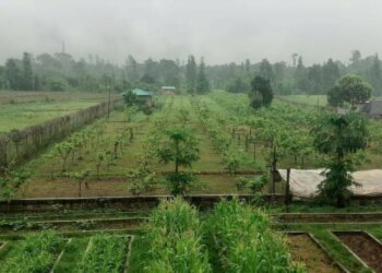 लालकुआं और मुक्तेश्वर में तैयार कराए जा रहे हैं खेत