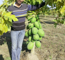 अपने फार्म में सिद्धांत चड्ढा