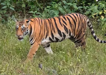 प्रतीकात्मक चित्र