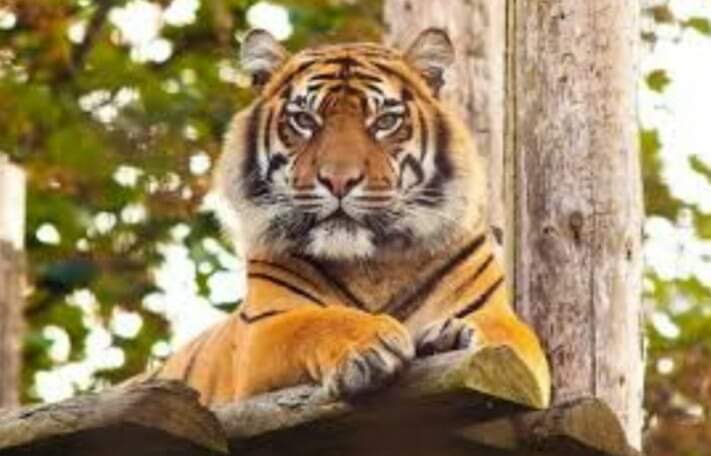 विश्व बाघ दिवस पर विशेष