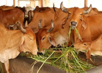 गौवंश (प्रतीकात्मक चित्र)