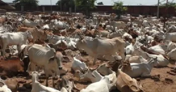 गाय और गोवंश