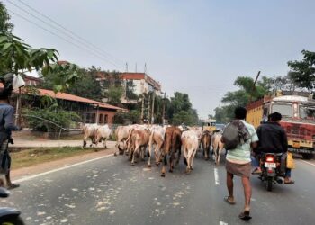 गोवंश को हांक कर ले जाते लोग, फाइल चित्र