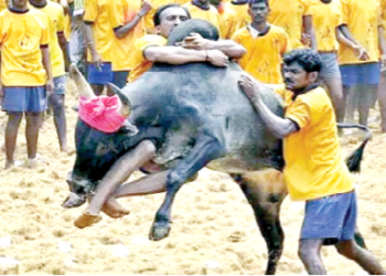 जल्लीकट्टू कई सहस्राब्दियों से तमिल लोक संस्कृति और विरासत का अभिन्न अंग रहा है