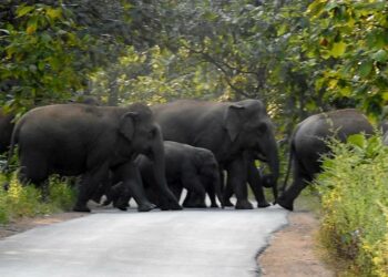 प्रतीकात्मक चित्र