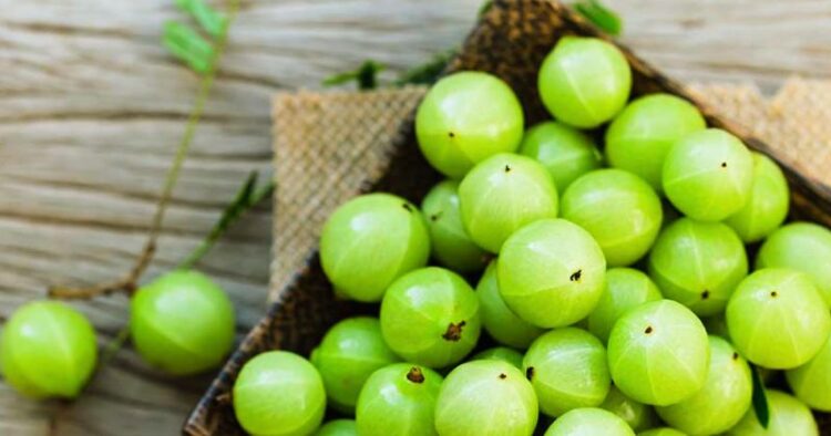 Amla Khane ke Fayde, benefits of amla, benefits of amla juice, benefits of eating amla, कच्चा आंवला खाने के फायदे, health tips, health tips hindi