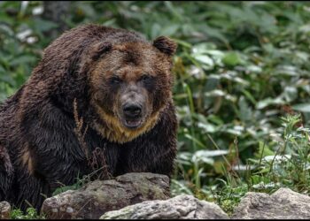 Bear Attack in japan and Climate change