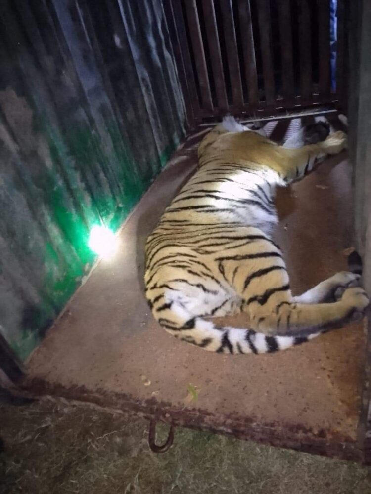 बाघ को बेहोश कर पिंजरे में किया गया कैद