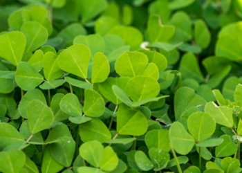 methi leaves benefits