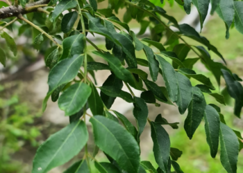 Curry Leaves Benefits