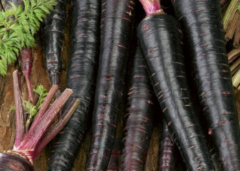 black carrots benefits