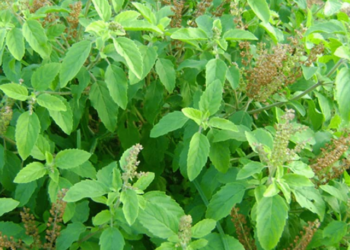 tulsi leaves benefits