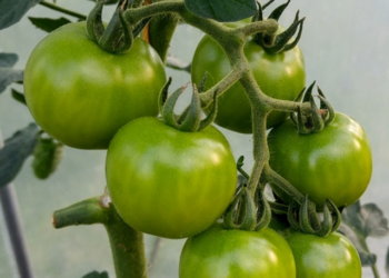 benefit of tomato