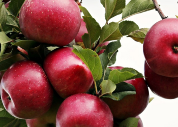 benefits of apple