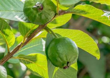 guava benefits in hindi