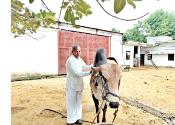 गो सेवा करते जयराम पाटीदार