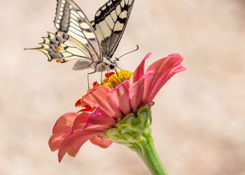 summer flowers in india