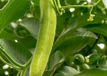 Bottle Gourd benefits