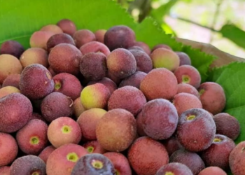 Falsa Fruit Benefits