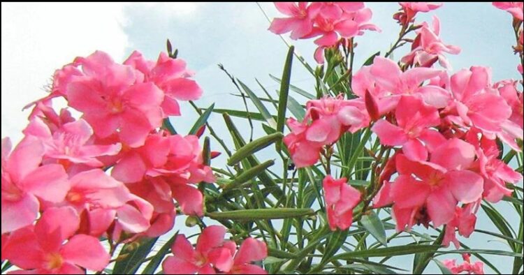 Travankor Devaswam board bans Arali flower