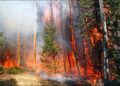 Uttarakhand Forest fire