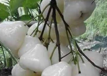 White Jamun Benefits