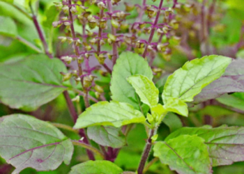 tulsi leaves benefits