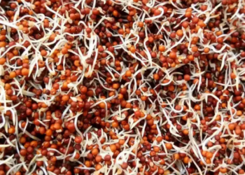 sprouted ragi benefits
