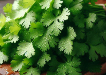 coriander leaves benefits