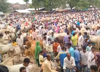 पूर्णिया के डगरुआ का दृश्य