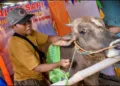 Indonesia eid u adha cow saloon for sacrifice