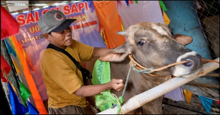 Indonesia eid u adha cow saloon for sacrifice