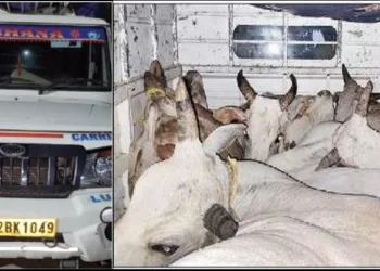 Odisha cow smuggling case