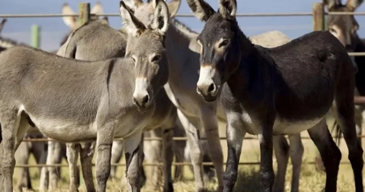 Pakistan economy based on donkeys