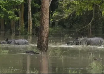 Assam flood many animal died