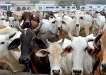 Cow smuggling Uttarakhand