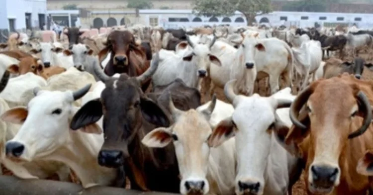 Cow smuggling Uttarakhand