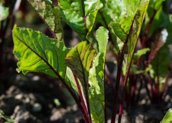 beetroot leaves benefits