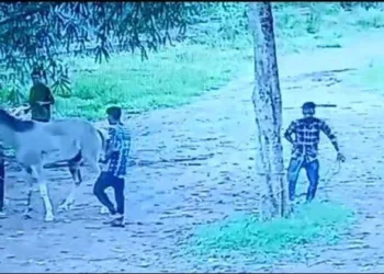 Female horse Brutally beaten in kerala